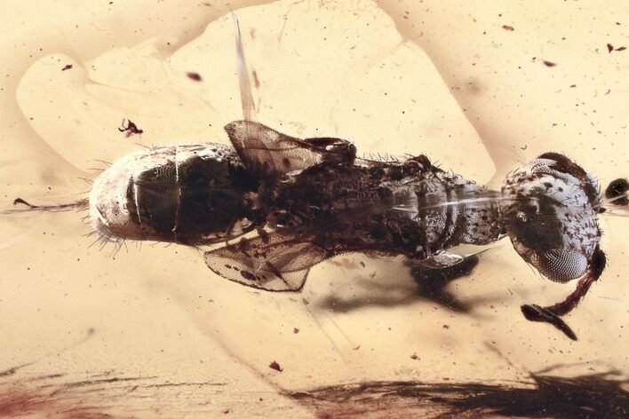 Detailed Fossil Wasp (Bethylidae) In Baltic Amber #325365